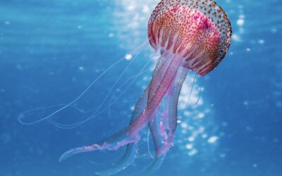 Les 4 types d’aquaphobie à dépasser