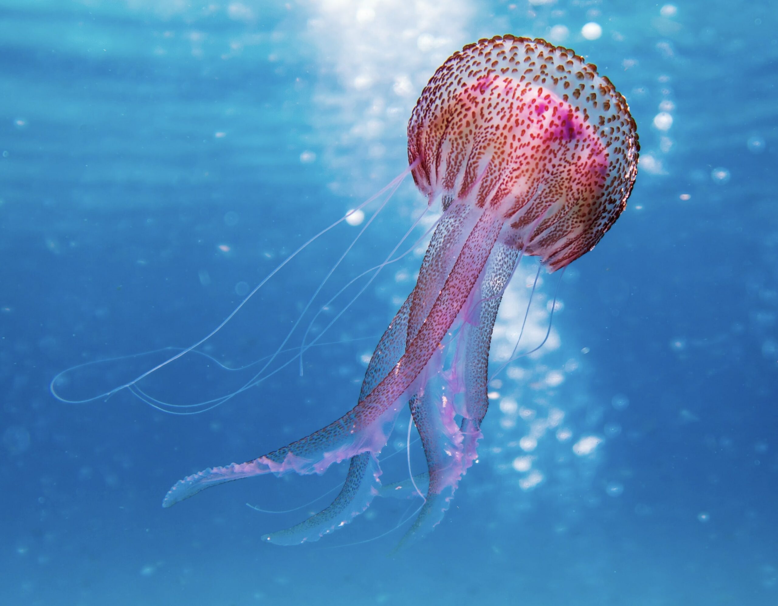 Photographie sous-marine d'une méduse en mer