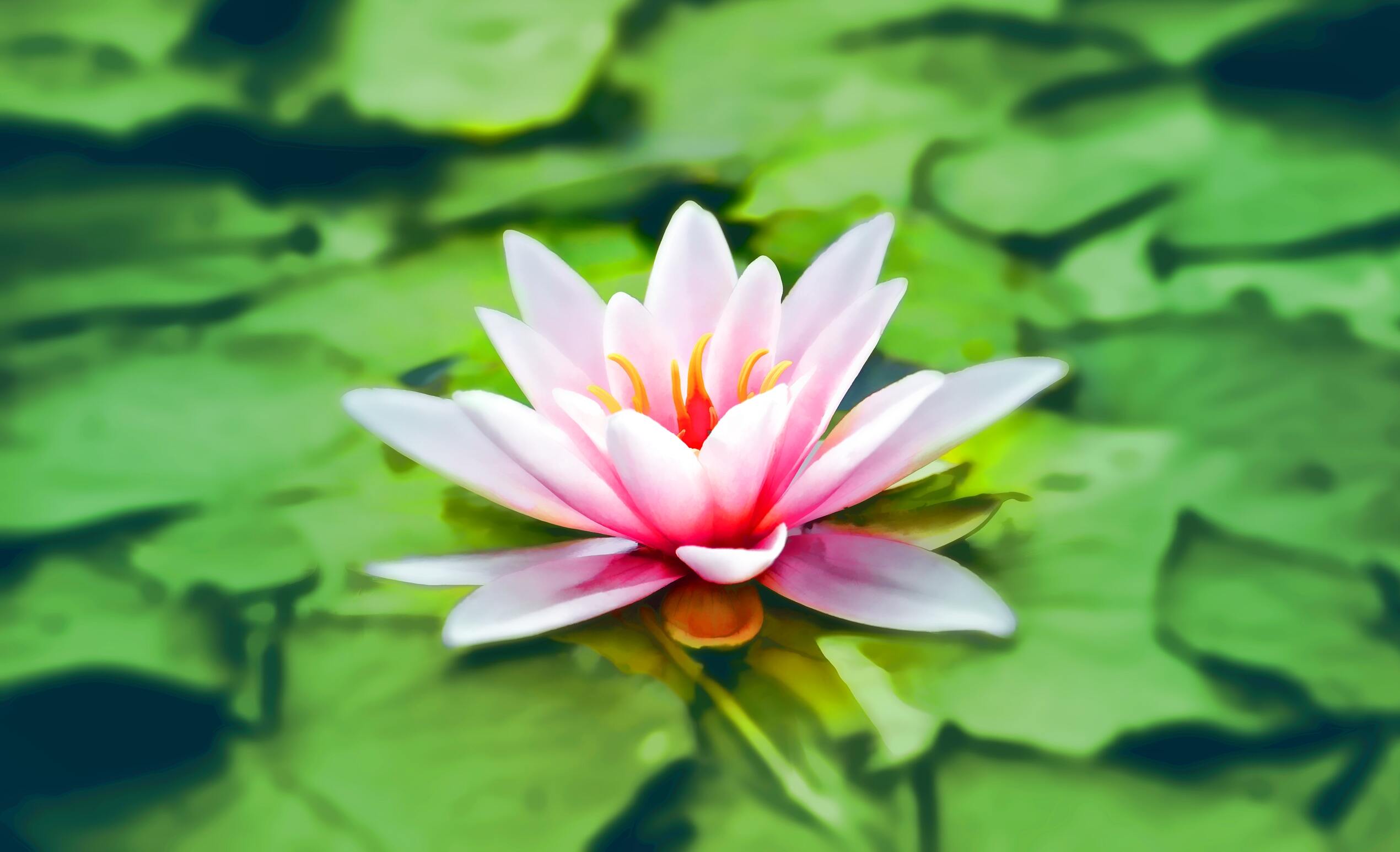 Gros plan sur une fleur de lotus flottant sur un lit de nénuphars