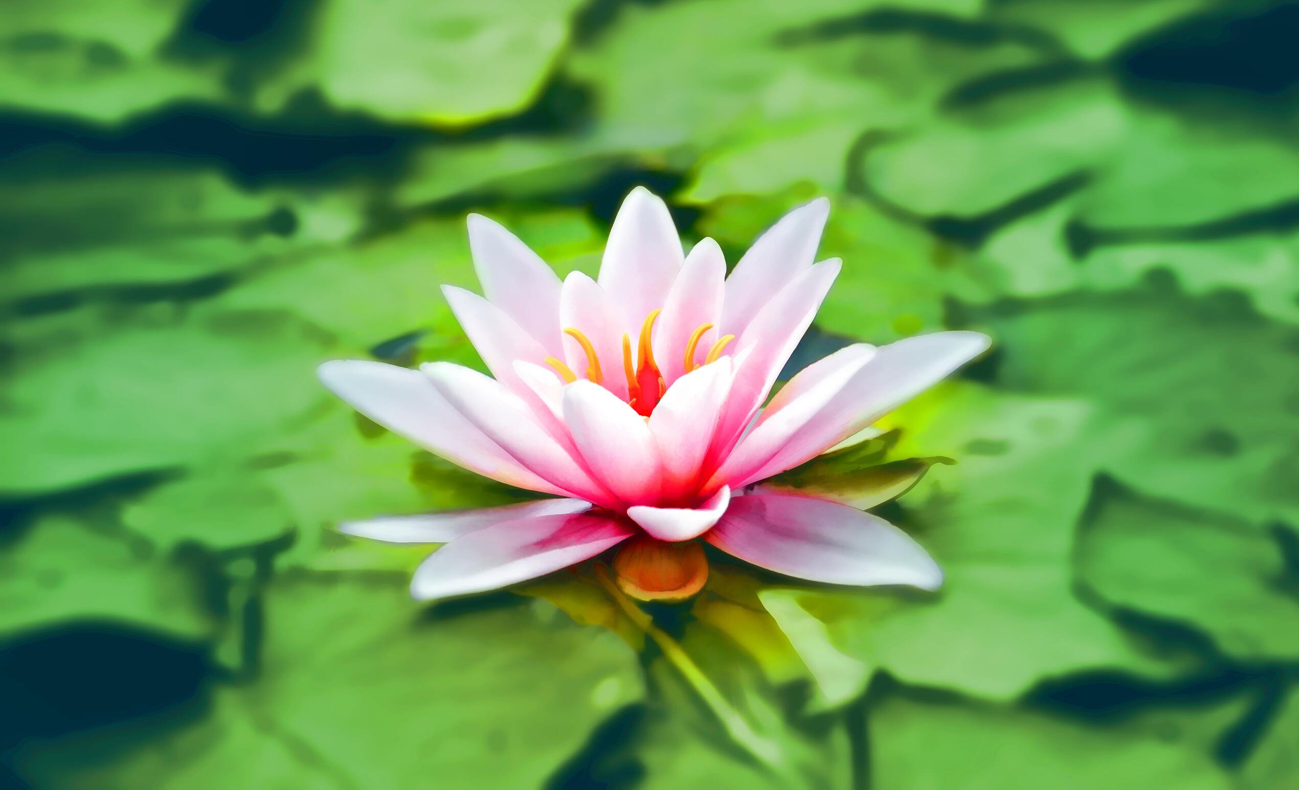 Gros plan sur une fleur de lotus flottant sur un lit de nénuphars